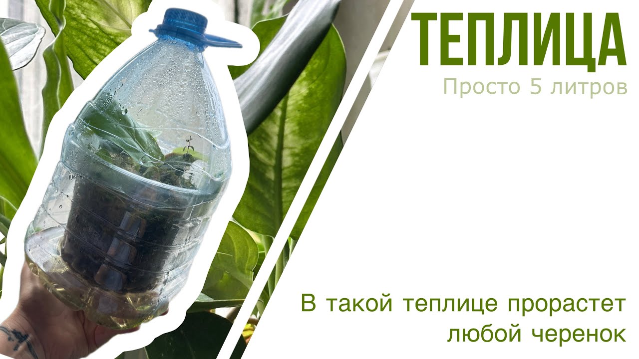 Теплица за 5 минуту / Наращивание корней/ Пустит корни любой черенок ...