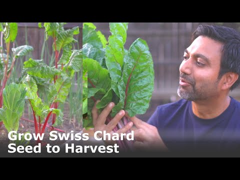 วีดีโอ: Swiss Chard Winter Garden: เรียนรู้เกี่ยวกับพืชสวิสชาร์ดในฤดูหนาว