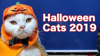 Halloween Cats 2019 ハロウィンの猫たち【マンチカンズ 】 by マンチカンズTV - Munchkins' TV - 13,367 views 4 years ago 4 minutes, 15 seconds