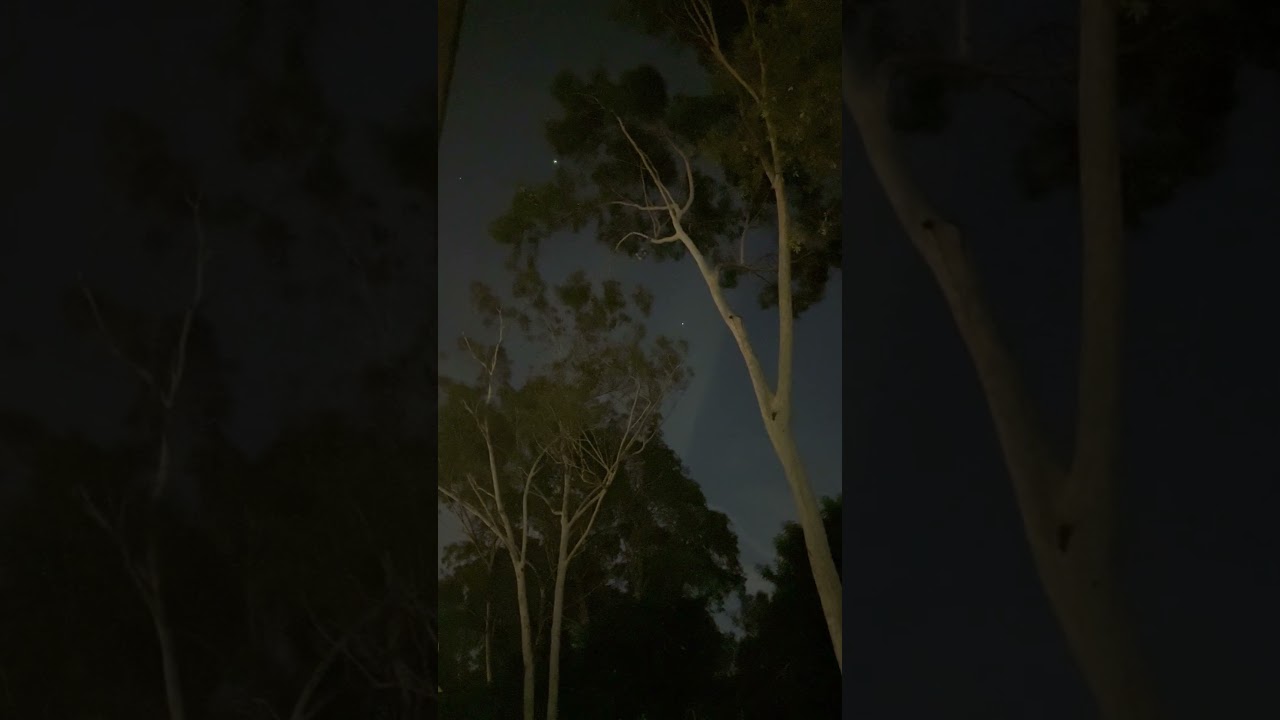 Great-Horned Owls Dinner Date 