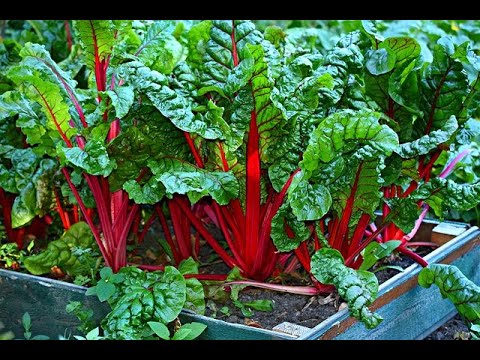 11 Proven Health Benefits of Swiss Chard 😍