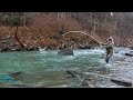 I found a giant trout streamer fly fishing for brown trout