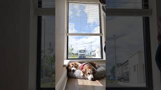 Beagle Dogs React to Human Taking Over Their Job