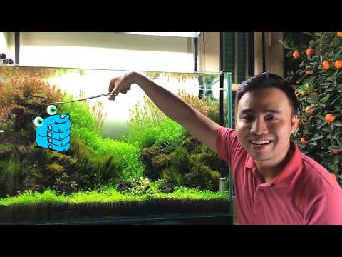 Video: Khi nào nên cắt tỉa Nandinas?