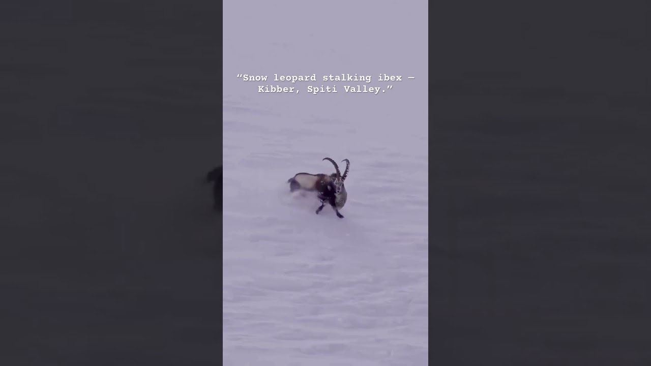 Snow Leopard Hunting Ibex in Spiti Valley | Rare Wildlife Moment in Kibber 🐆❄️