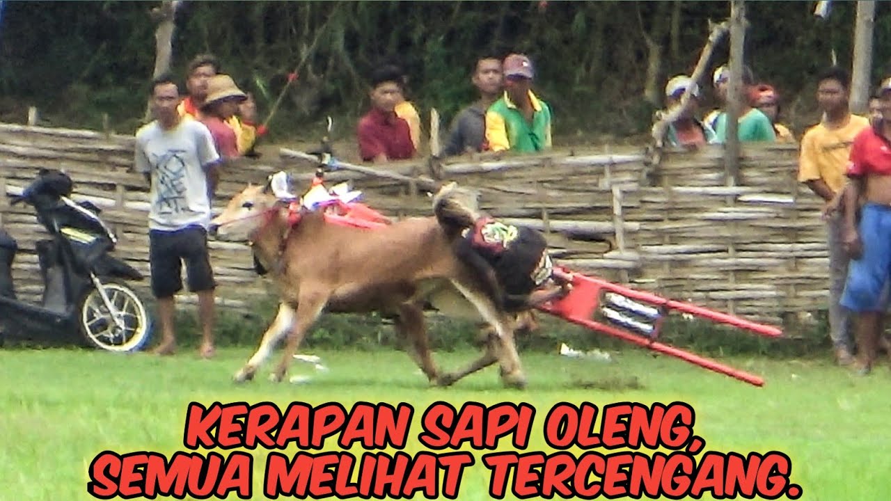 Tren Lap Asemanis, Kerapan Sapi Oleng Semua Melihat Tercengang. - YouTube