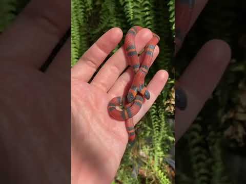 Змея с двумя головами - YouTube