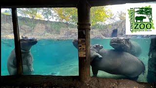 Fiona's Happy Hippo Family