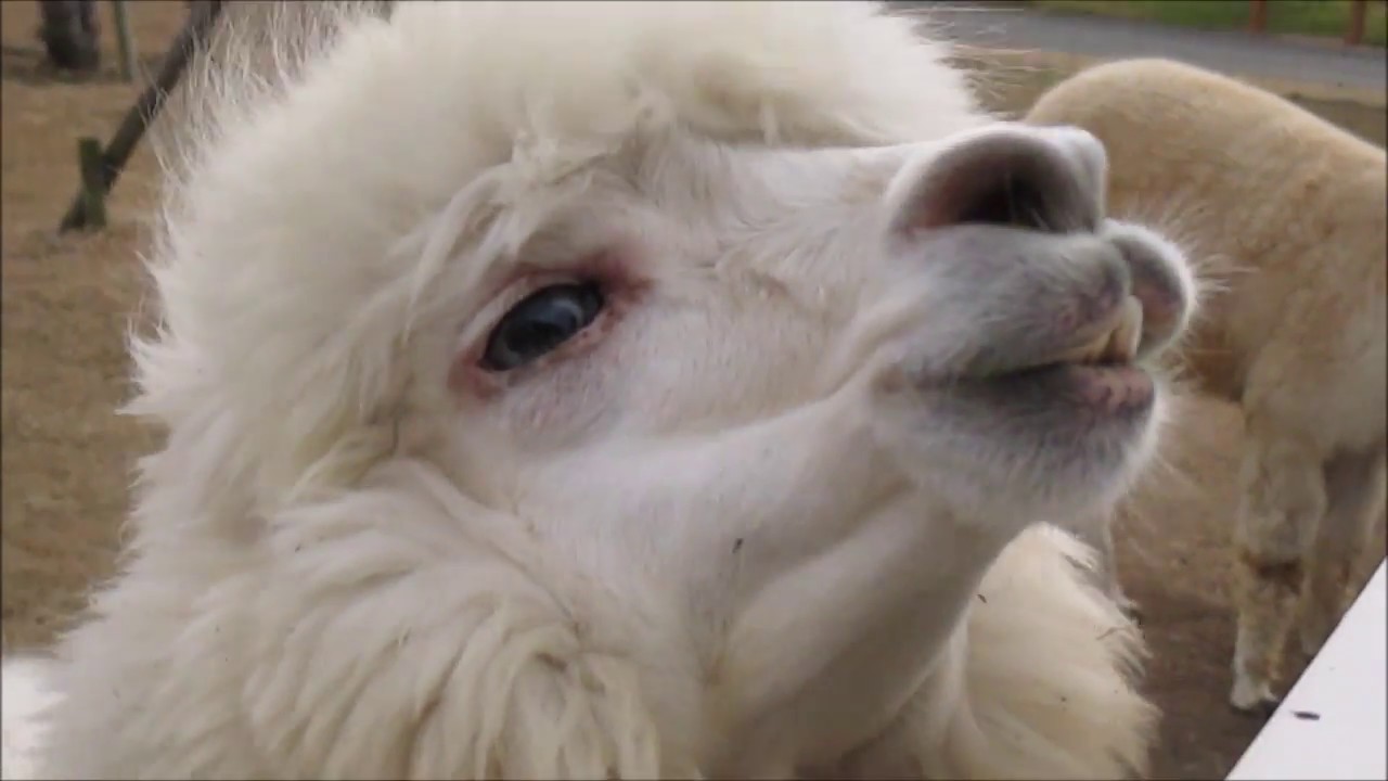 アルパカに唾かけられた Funny Alpaca Funny Animal Youtube