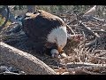 Big Bear Eagle Cam ~ Welcome To The World BB1♥♥ Official Hatch~ 4.14.19