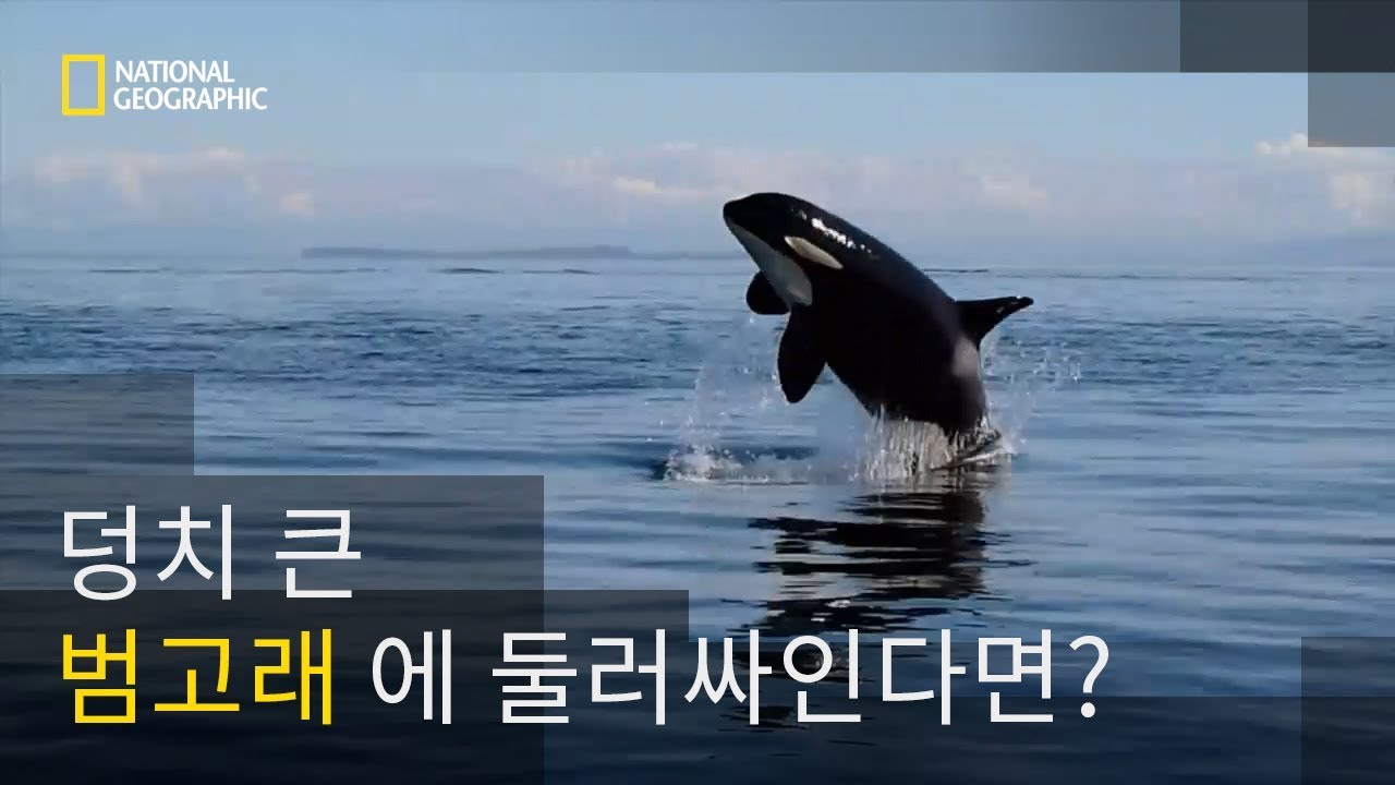 카약을 둘러싼 범고래