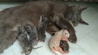 Mother Cat Ignoring And Not Feeding Milk To Her Kittens They Are Struggling To Find Mother 4 Milk