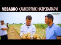 VESAGROнинг Агро Бизнес бўйича ҲАМКОРлик НАТИЖАлари