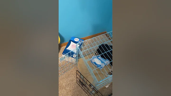 My 9 year old deaf dog finds a treasure.