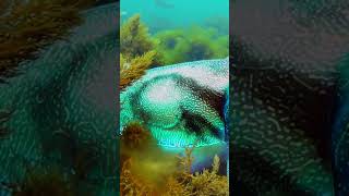 The skin of the cuttlefish shows its emotional state. #cuttlefish #naturepbs #naturedocumentary #sea
The skin of the cuttlefish shows its emotional state. #cuttlefish #naturepbs #naturedocumentary #sea The skin of the cuttlefish shows its emotional state. #cuttlefish #naturepbs #naturedocumentary #sea