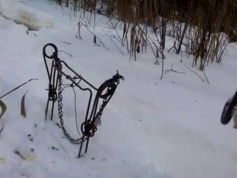 Видео: Установка капканов на бобра со всеми неизвестными 1