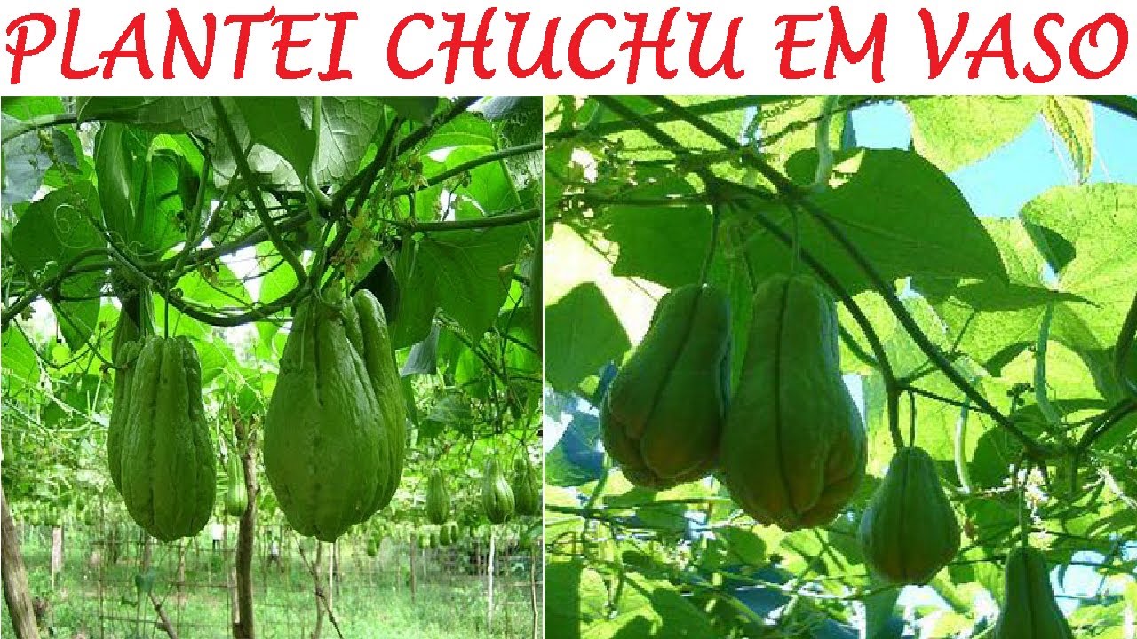 plantei-chuchu-em-vaso-veja-como-youtube