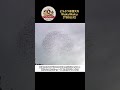 ボルネオ島で洞窟から飛び立つ謎の群れ…その正体はコウモリ！【どうぶつ奇想天外／WAKUWAKU】