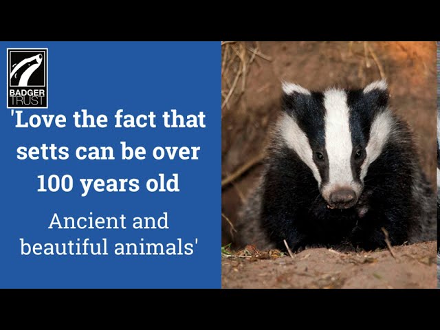 More National Badger Day videos