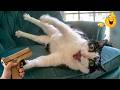 Try Not To Laugh 😂 Funny CATS and DOGS🐈🐕 - Best hilarious ANIMAL videos of 2026 OMG LOL!!! WOW!