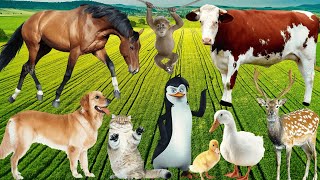 cute animals playing sounds: cats, elephant, dog, cows, fish colors, chickens, horses #animals