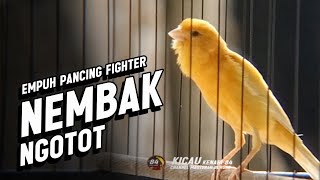 #001 Suara Burung KENARI GACOR PANJANG Emosi Cuit Cuit NGEROL Cocok utk Masteran Murai Batu