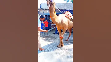 Qurbani Ke Unt Ko Hath Kis Tarike Se Rakha Jata Hai 