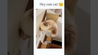 Funny Cat Moments Part 32 Cat Can Talk