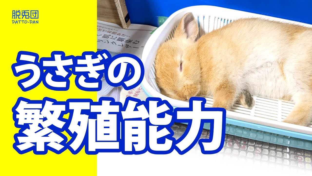 【子うさぎ編②】知らなかったうさぎの繁殖能力。このままでは多頭飼育崩壊になってしまう。