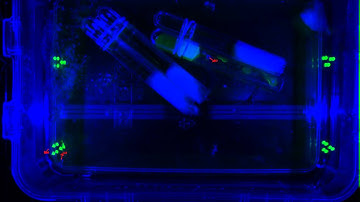 BugBox tracking and fluorescent imaging