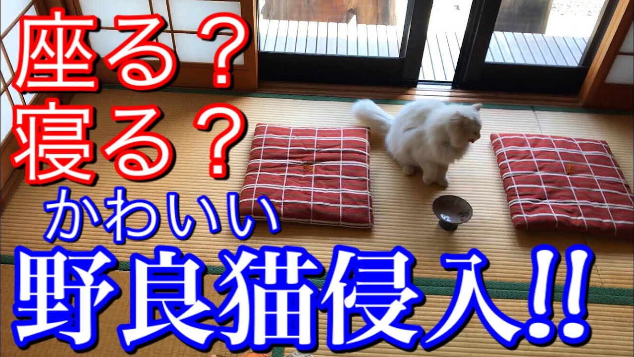 家に侵入した長毛野良猫 ご飯と一緒に座布団を用意したら休んでくれるのか Youtube