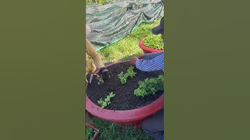 Hoa Cúc Giống A Nhàn Khánh Hòa Đại Đóa Pha Lê Trồng Chậu 1M2 1M 85 60 40 C20 Xuất Liên Tỉnh #shorts