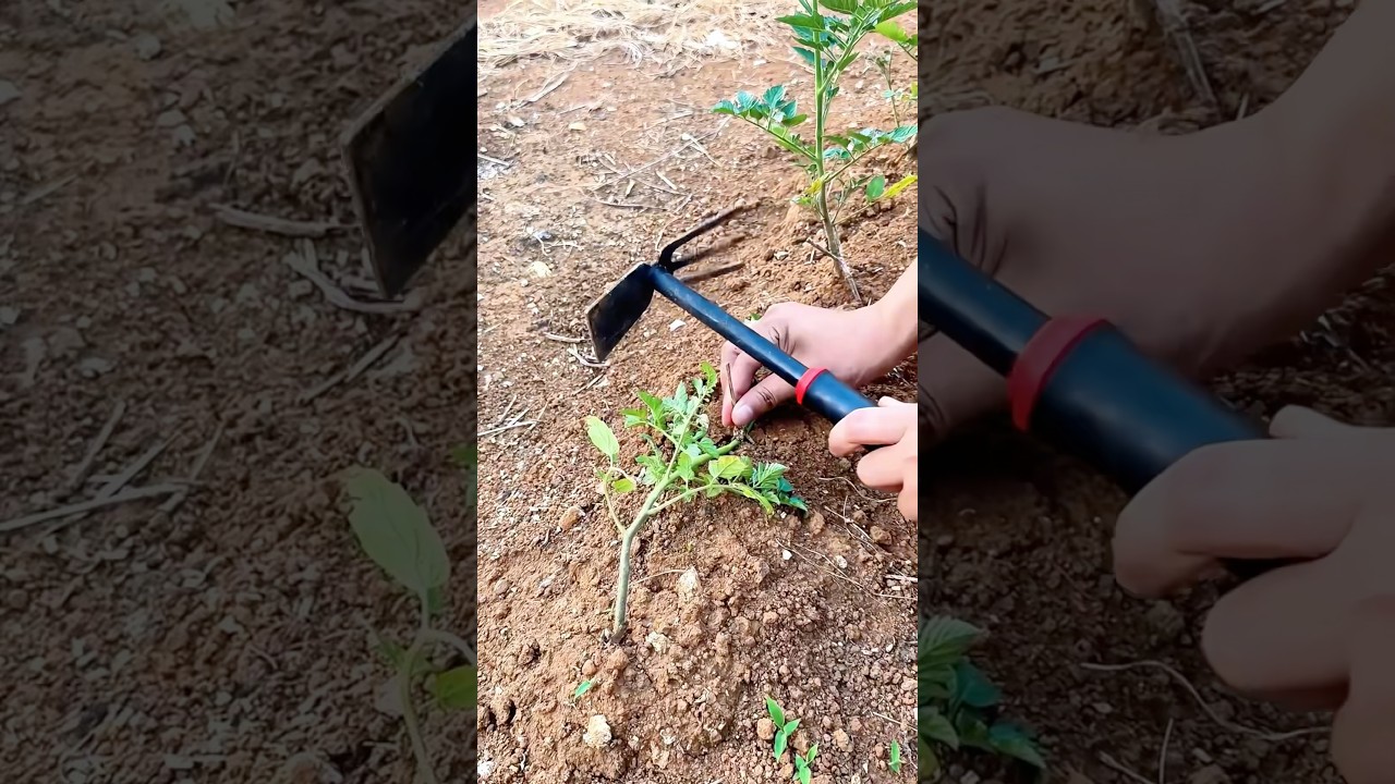 Pressing tomato branches: Boosts roots, stabilizes plants, and boosts yield