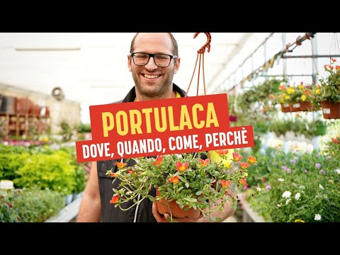 Video: Piante Portulaca - Come coltivare il fiore di Portulaca