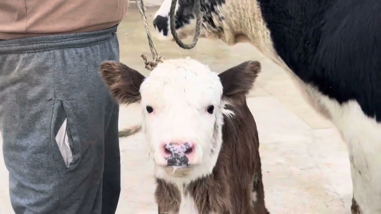 Ду Сар Гови Чушои  31 января 2026 г. Тел 205-81-77-00