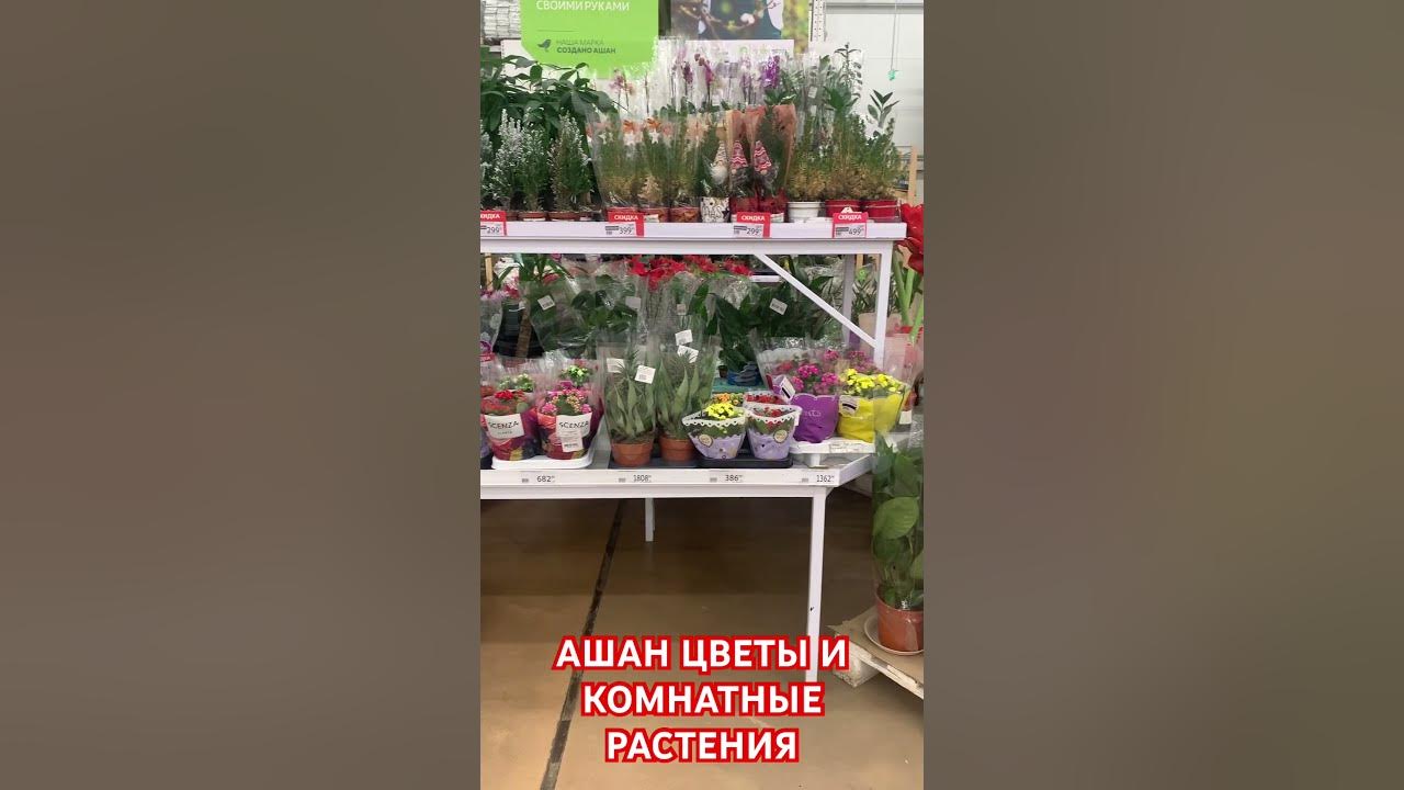 Цветы и комнатные растения в магазине АШАН - YouTube