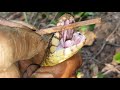 ĐI RỪNG SĂN RẮN ĐỘC HỐT ĐƯỢC CON MÁI GẦM NÁI (02 KG) (Going To The Forest To Catch Poisonous Snakes)