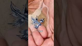 XL Blue Dragon Steals Jellyfish Stings 🐉#animals #science #shortfeed #cute #dragon