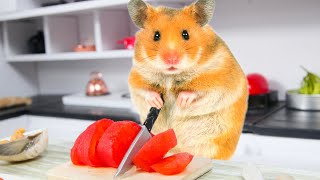 Cooking with Hamster   How to make Soft and Sweet Miniature Tomato Candy at home by GV Mister Hamster 691 views 3 years ago 4 minutes, 22 seconds