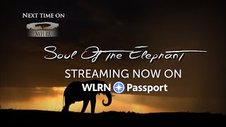 Nature Soul Of The Elephant On Wlrn Pport