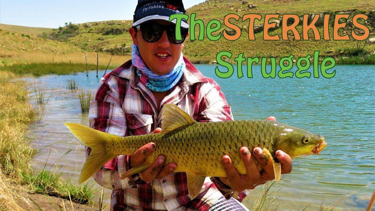 The Sterkies Struggle Sterkfontein Dam Fly Fishing For Yellowfish