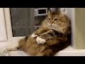 КОТ, КОТОРЫЙ ОБЪЕЛСЯ КОТЛЕТ И ВЗОРВАЛ ИНТЕРНЕТ 😹 УДИВИТЕЛЬНЫЕ ЖИВОТНЫЕ 😹 Amazing Animals