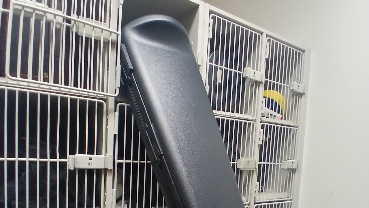 Loggers Playday Parade 2025 