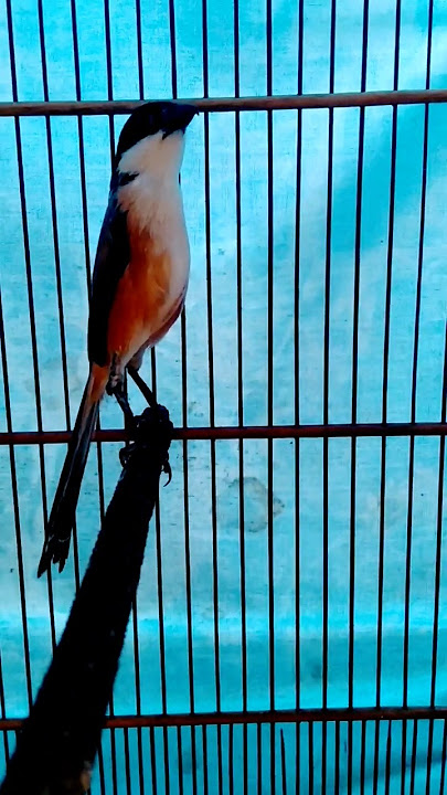 pancingan cendet toet toet #shorts