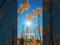 САМЫЙ Огромный Организм На ВСЕЙ Планете #факты