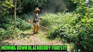 OWNER & NEIGHBORS Watched The Blackberry FOREST INFEST Their PROPERTY! Blackberry Mulching! by Golovin Property Services 1,124 views 7 months ago 12 minutes, 48 seconds