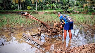 Sawah Basah Tak Perlu Disingkal Langsung Digaru