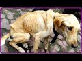 【衝撃】深い穴に捨てられた上、蓋を置かれ閉じ込められた犬。１ヶ月後に保護された時にはほぼ手遅れの状態だった…【世界が感動！涙と感動エピソード】
