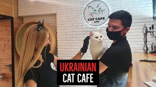 Ukrainian Cat Cafe Stays Open To Care For Its 20 Residents Even During The War by People Are Wholesome 840 views 2 years ago 2 minutes, 6 seconds