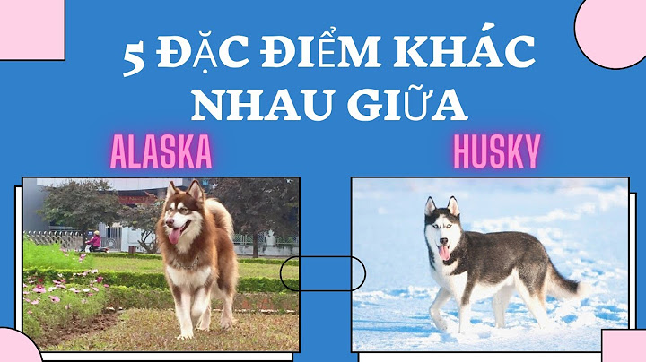 Chó alaska và husky con nào ngầu hơn năm 2024